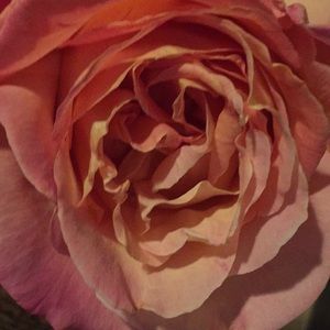 Meet your Posher, Yasmin